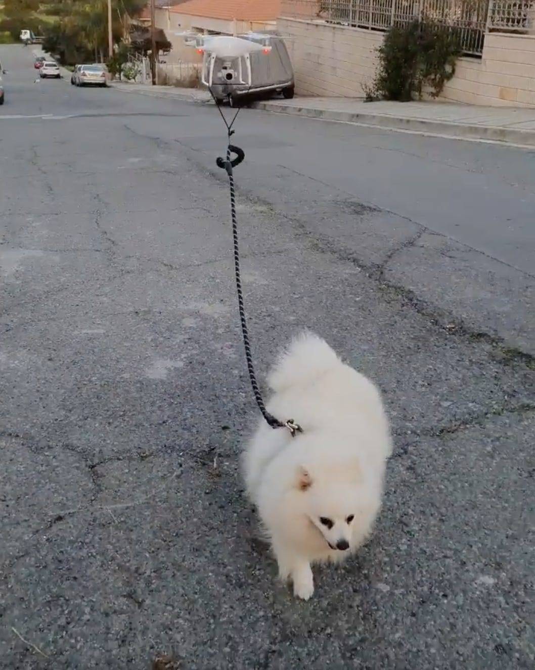 Coronavirus: hombre pasea a su perro con un drone por la cuarentena Coronavirus: hombre pasea a su perro con un drone por la cuarentena
