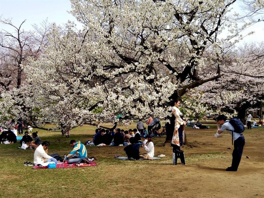 El coronavirus no impide a los nipones celebrar la floración de los cerezos