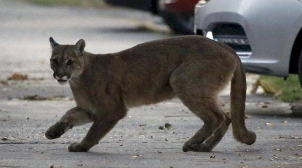 Coronavirus: Un puma salvaje deambuló por las calles desiertas de Santiago de Chile