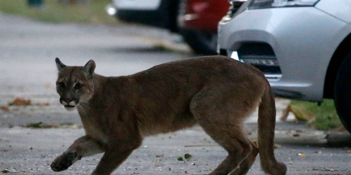 Chile: SAG captura a puma que generó alerta entre vecinos de Santiago