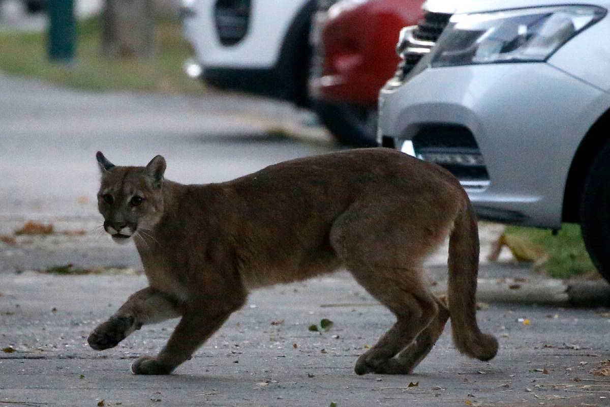 Chile: SAG captura a puma que generó alerta entre vecinos de Santiago