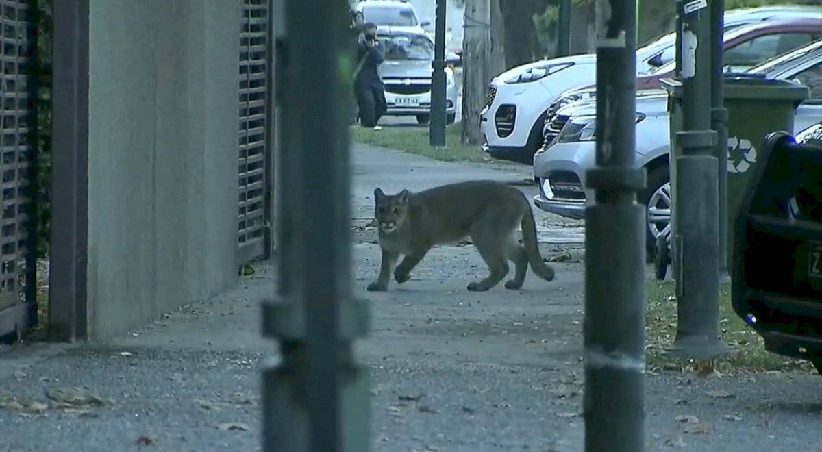 Puma se pasea por las calles de Chile durante la cuarentena