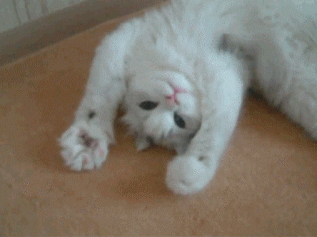 gatitos
