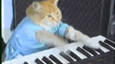 gatitos