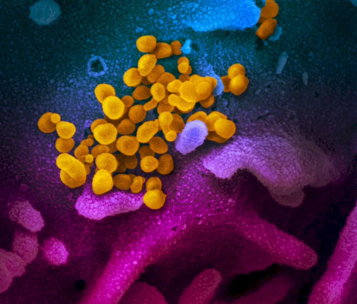Coronavirus mutación