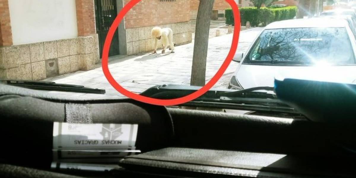 Coronavirus se disfrazó de perro para violar la cuarentena y generó la indignación de los españoles