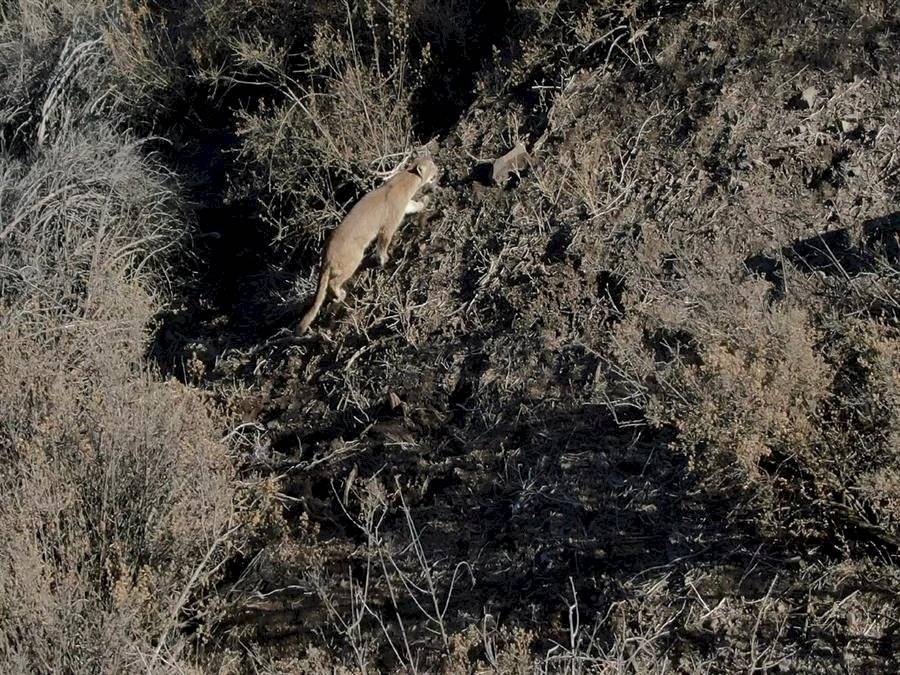 Puma que se paseó por Santiago de Chile regresa a la cordillera de los Andes