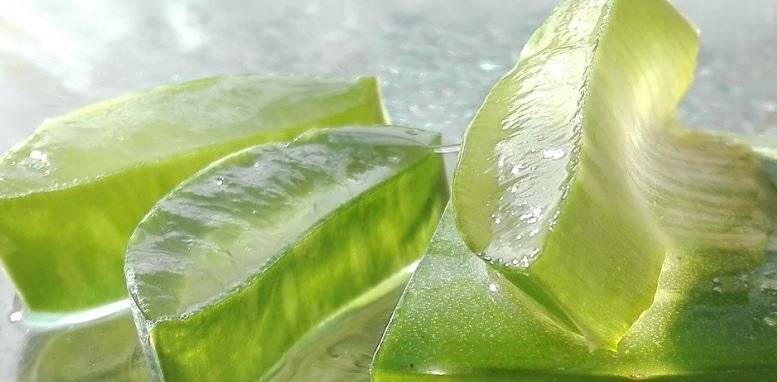 aloe vera