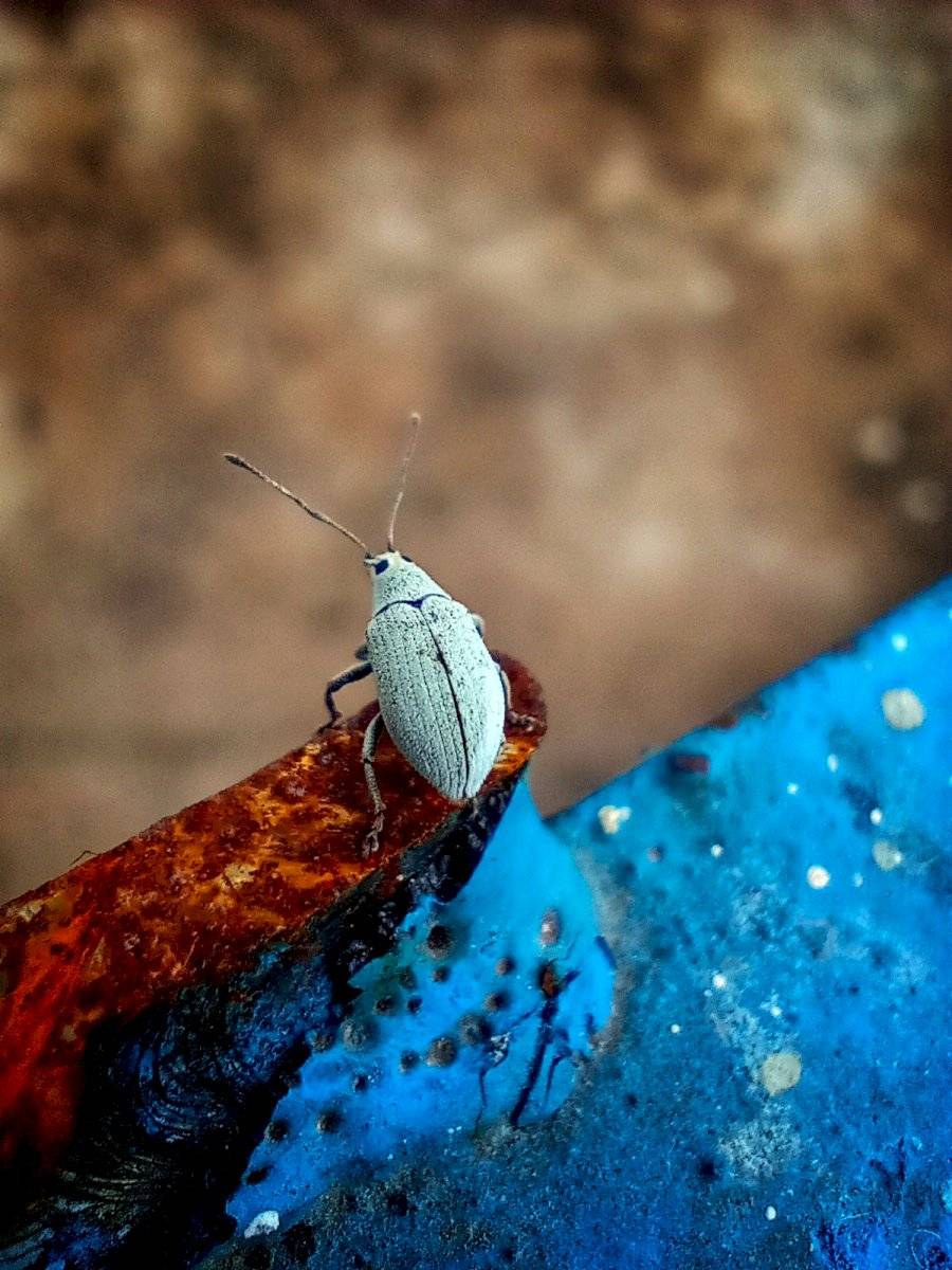 Motorola One Macro Fotos