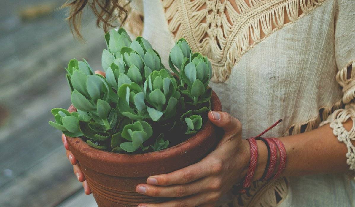 jardinería