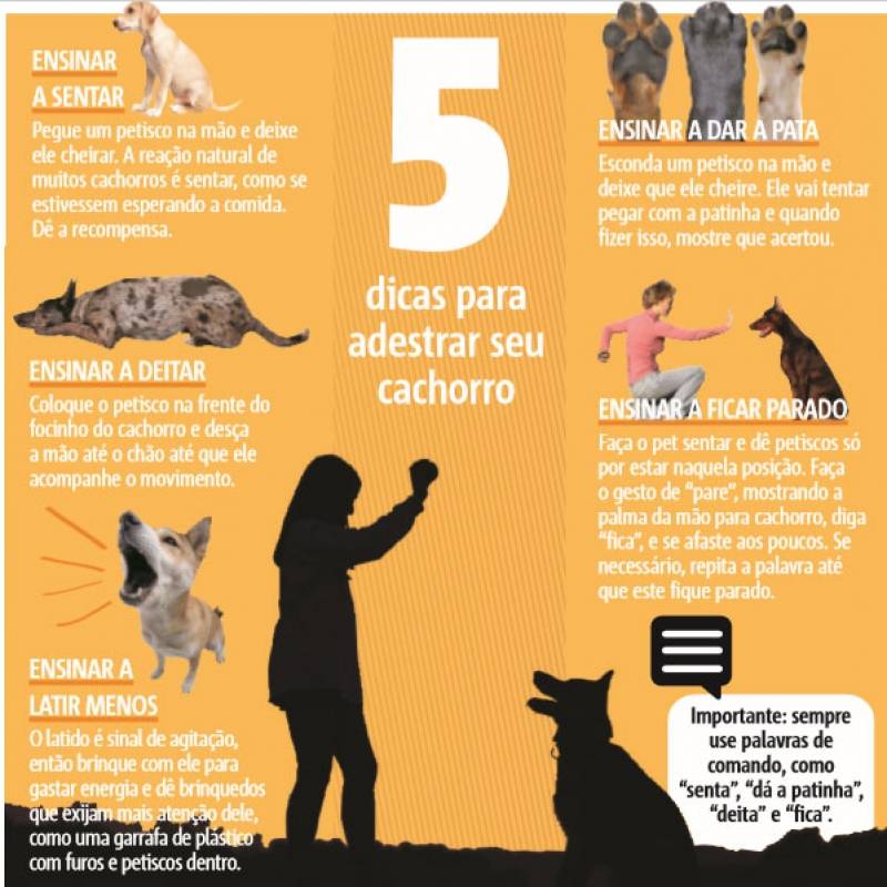 adestrar cães