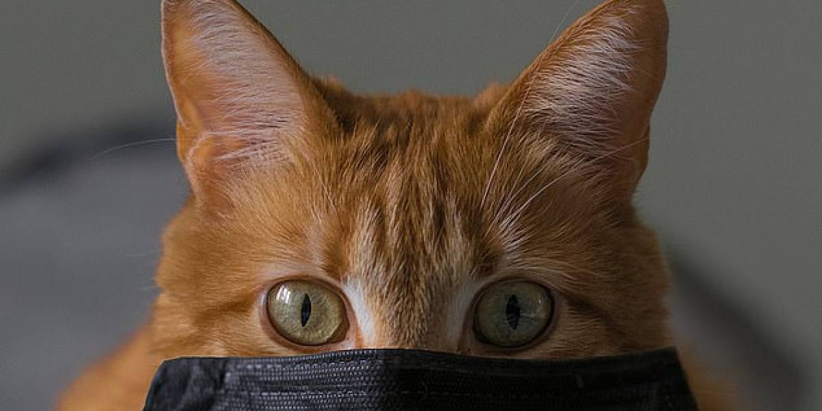 Coronavirus: dos gatos domésticos en Estados Unidos dan positivo a COVID-19