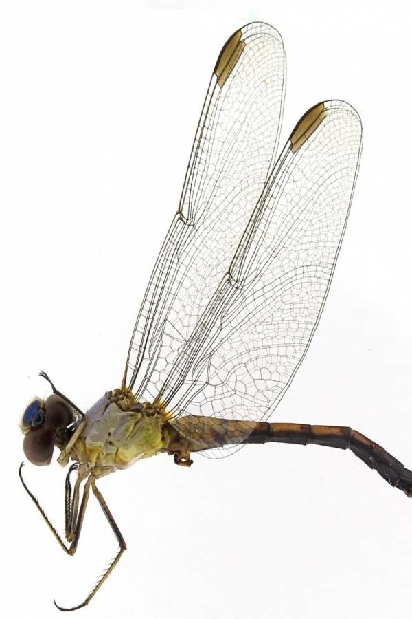 Libélula