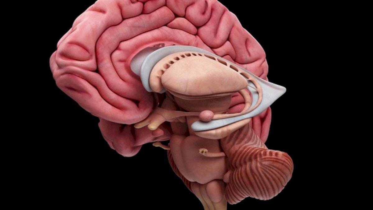 Dormir: ¿Por qué es tan difícil recordar los sueños?