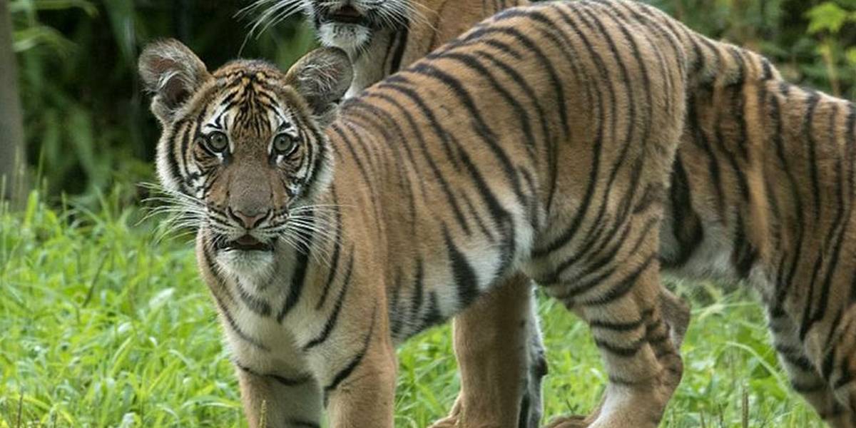 Coronavirus: tigre de zoológico en Nueva York se contagia de Covid-19