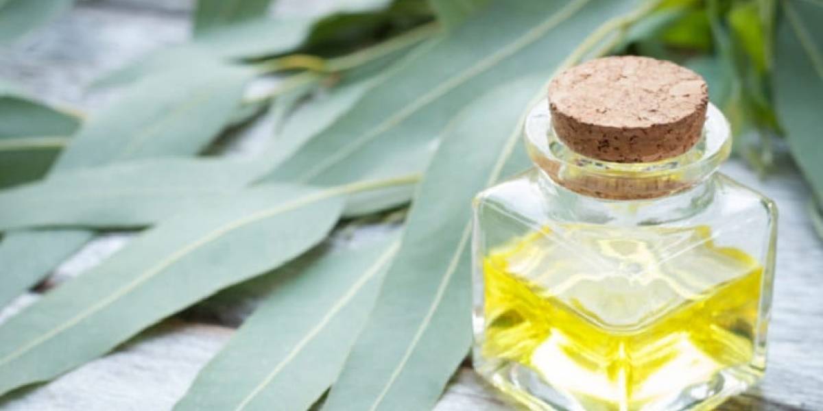Coronavirus: ¿las vaporizaciones de ecualipto detienen el COVID-19?