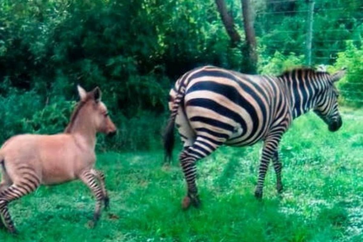 Como Se Llama Nairobi En La Vida Real