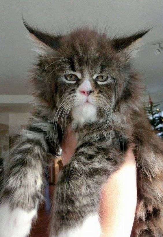  gato humano 1 