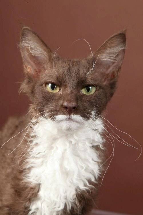  gato2 
