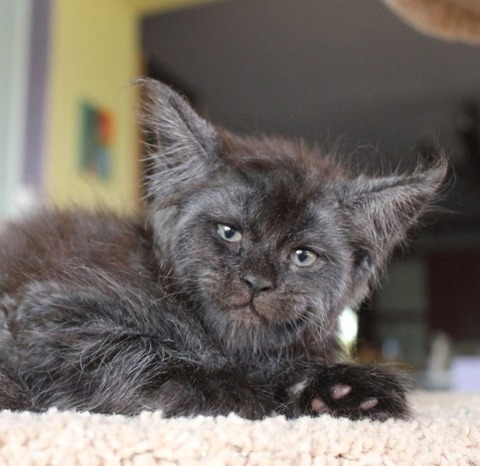  gato 3