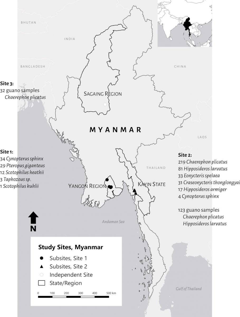 Coronavirus: detectan 6 nuevas cepas de otros virus provenientes de murciélagos Coronavirus: detectan 6 nuevas cepas de otros virus provenientes de murciélagos