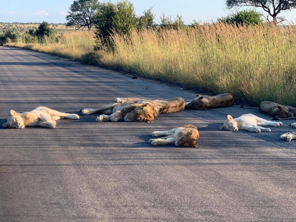 Manada de leones descansando en plena vía debido a la cuarentena