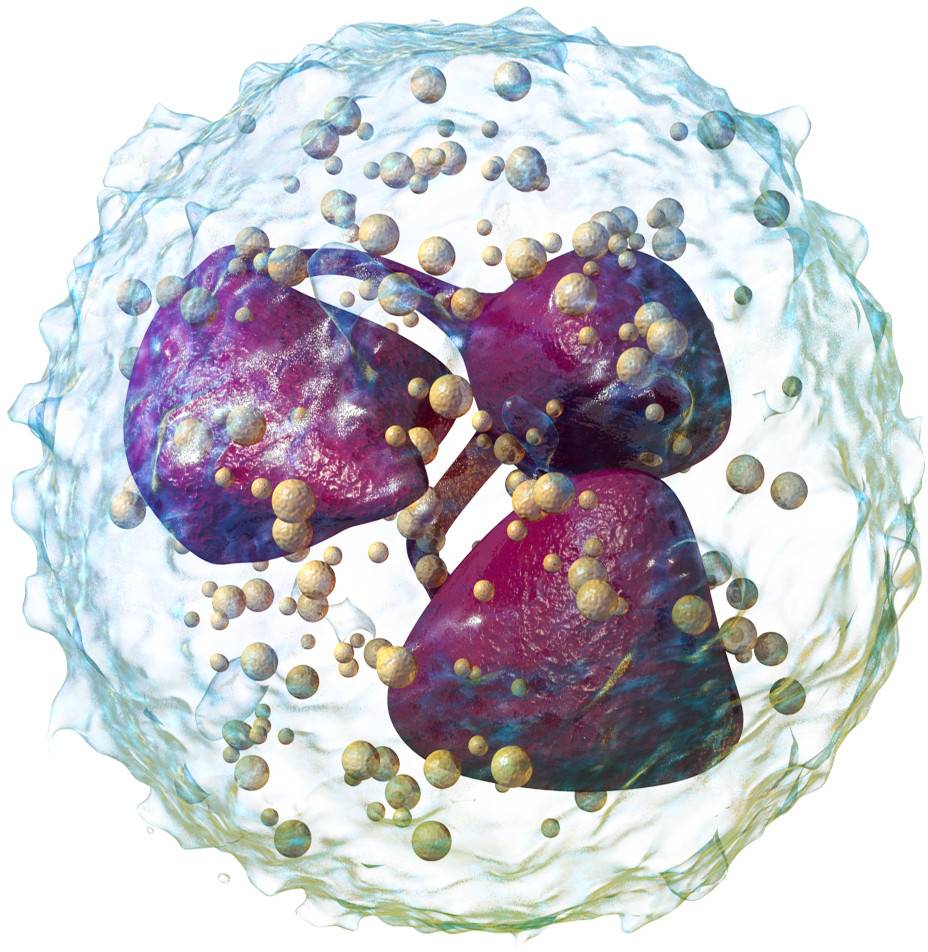 Coronavirus: científicos investigan relación entre células y casos graves de COVID-19 Coronavirus: científicos investigan relación entre células y casos graves de COVID-19