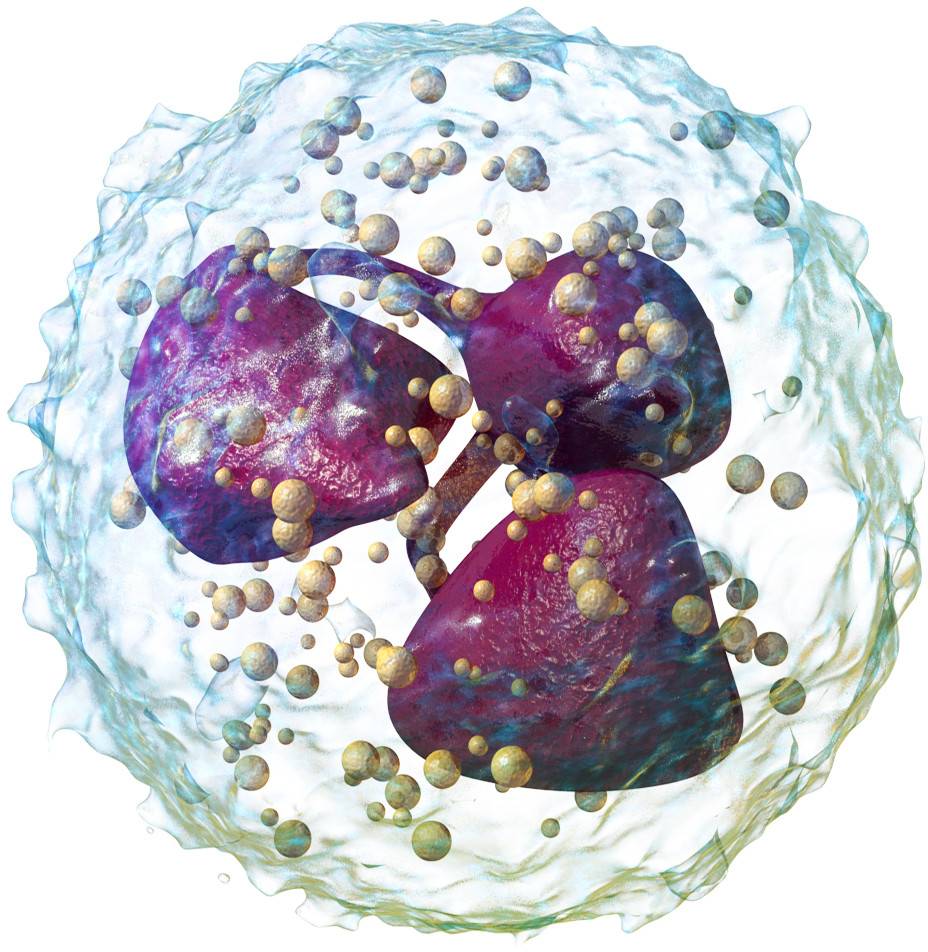 Coronavirus: científicos investigan relación entre células y casos graves de COVID-19