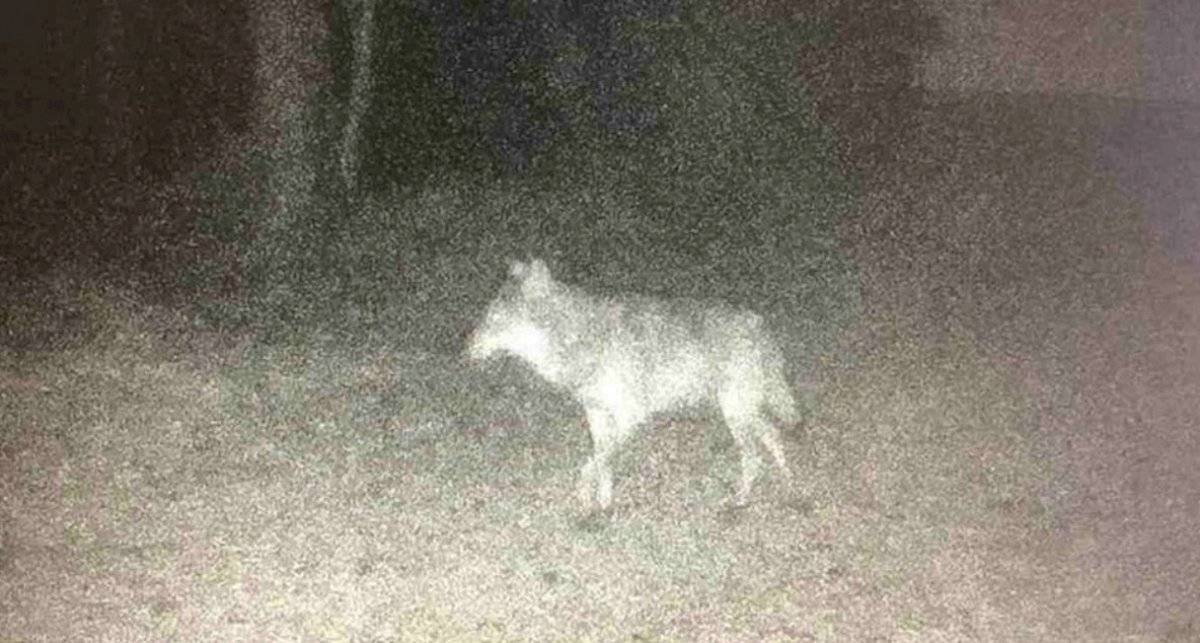 Lobo
