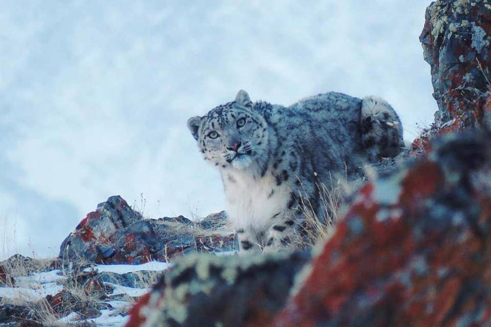 leopardo de las nieves