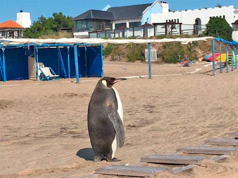Pingüinos en las playas de Argentina