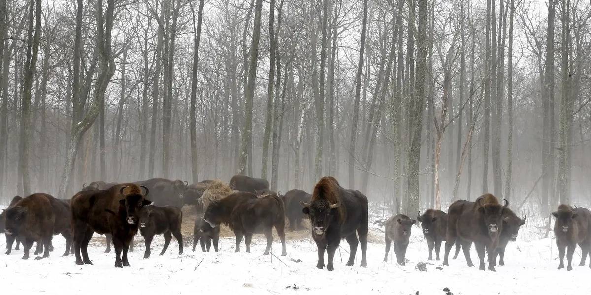 Chernobyl: a 34 años del accidente está poblado por animales salvajes y radiactivos