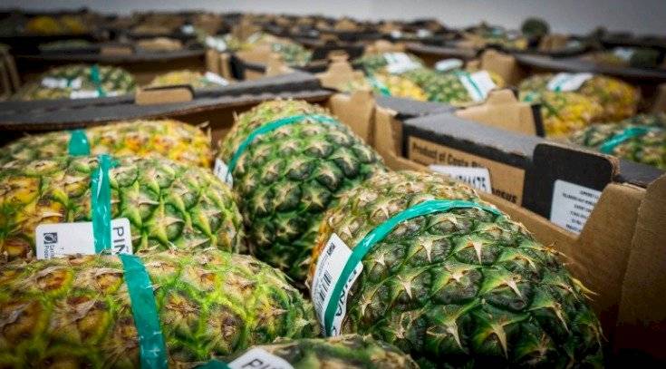 piñas