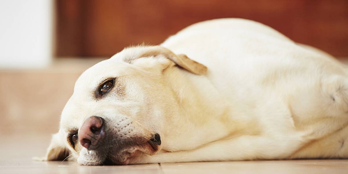 Coronavirus: se registra el primer perro infectado con COVID-19 en Estados Unidos