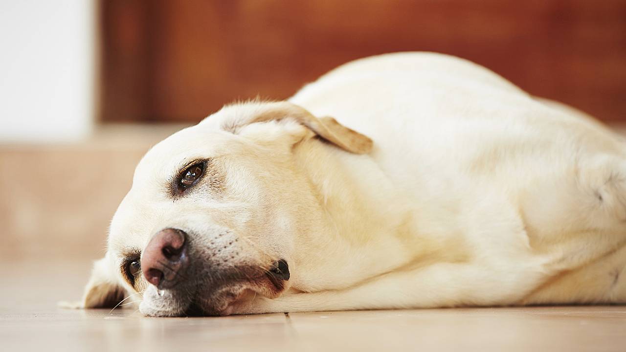 Coronavirus perro Coronavirus perro