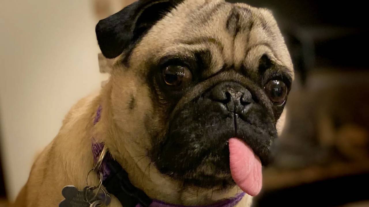 Coronavirus perro Coronavirus perro