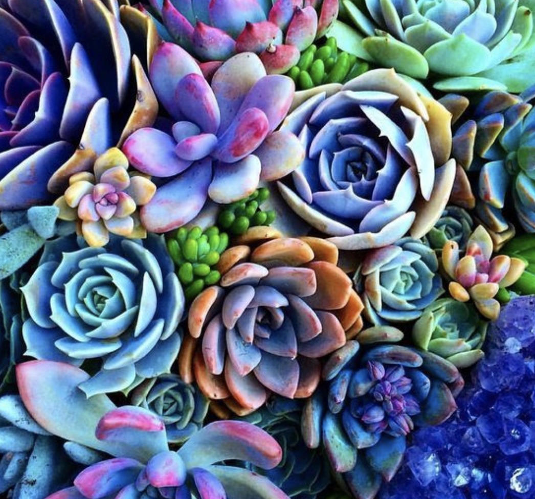 plantas plantas