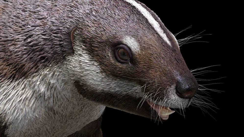 El animal pertenece a un grupo extinto de mamíferos llamados gondwanatherianos.