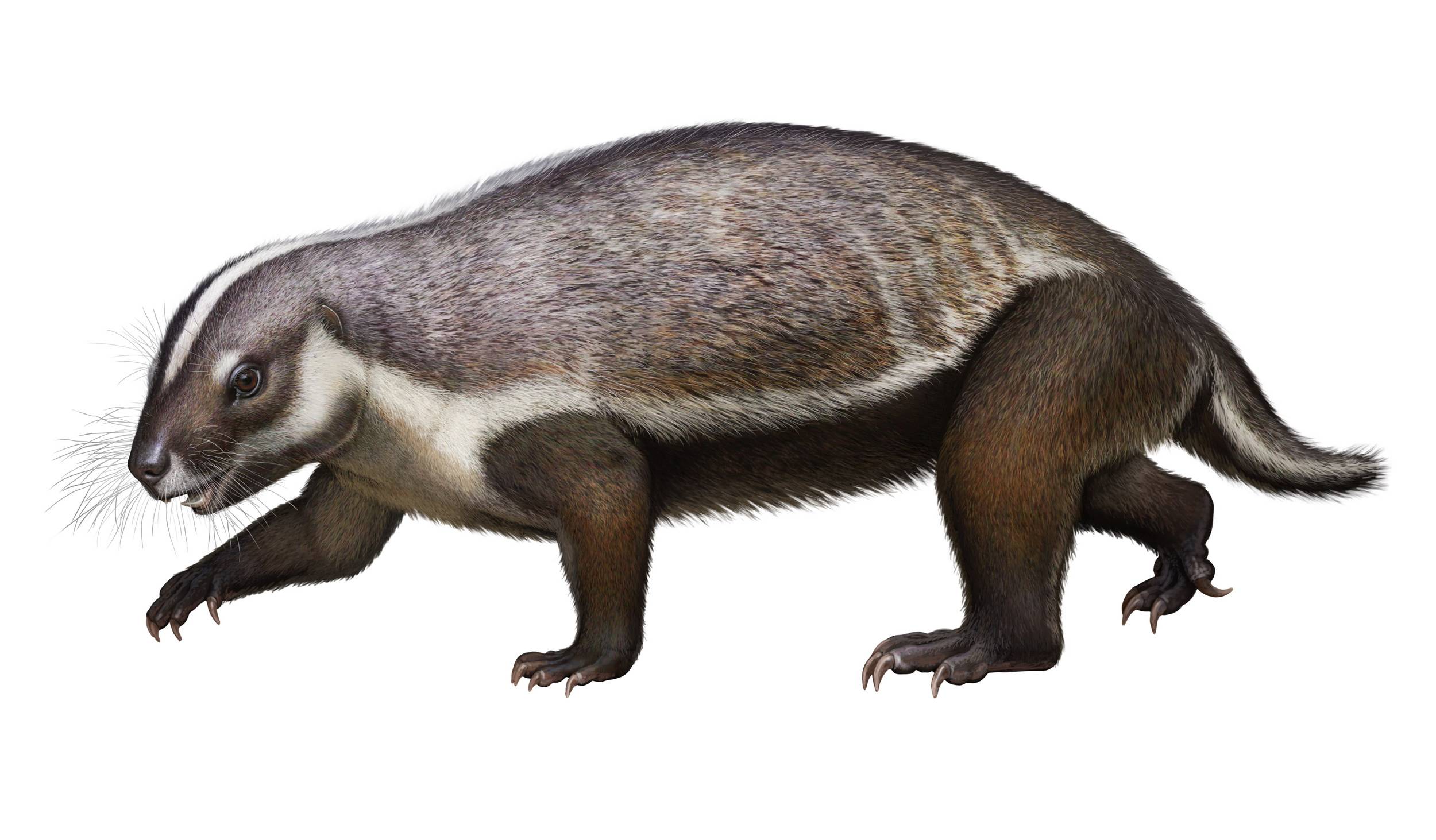 En su espina dorsal, que tenía más vértebras que cualquier mamífero del Mesozoico.