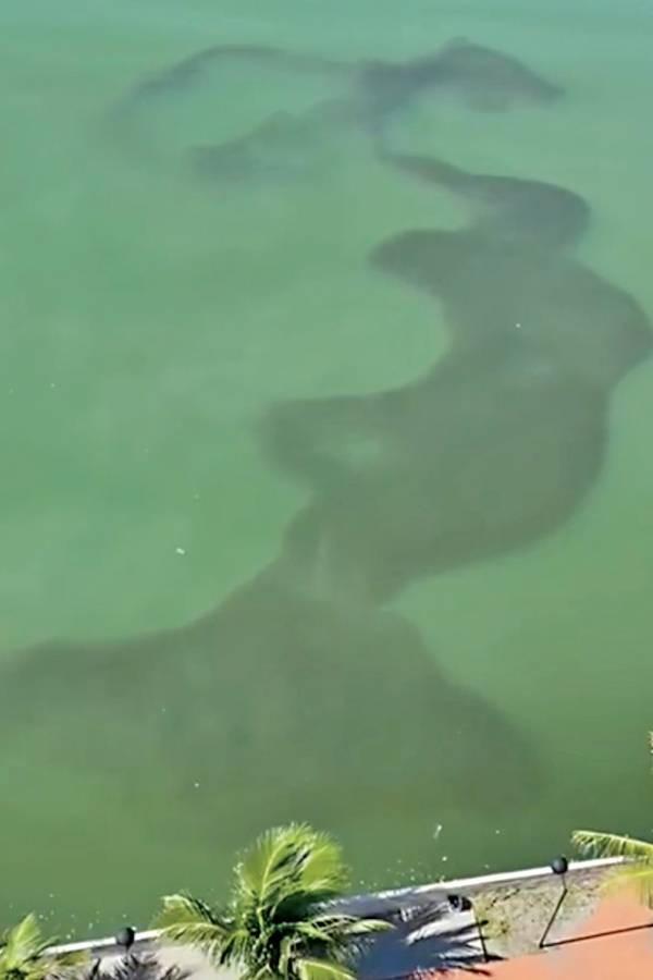 Cardume de sardinhas, Recife