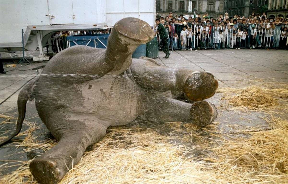 En el Zócalo capitalino hubo un evento circense. En la imagen se aprecia a un elefante tomando un baño antes del show