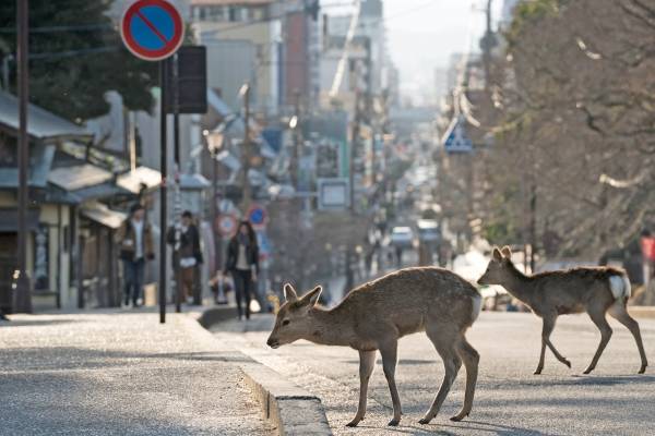 Cervos shika, Nara (Japão)