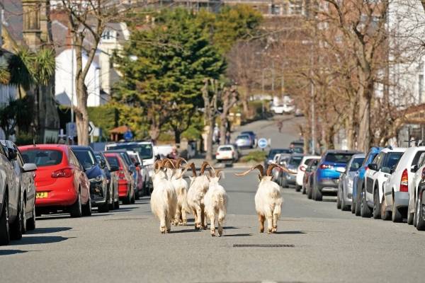 Cabras, Llandudno (P. de Gales)