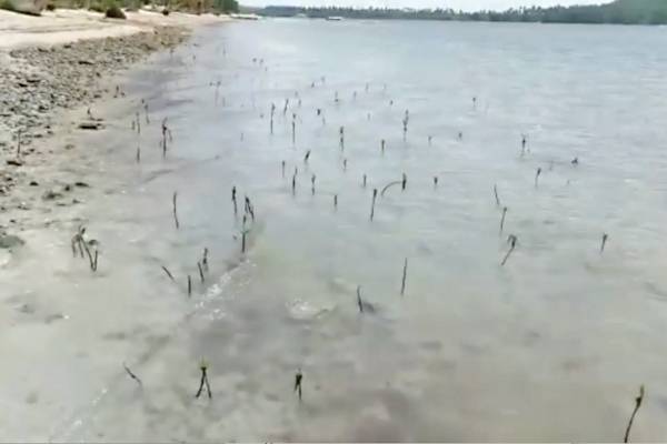 Manguezal, praia de Tamandaré