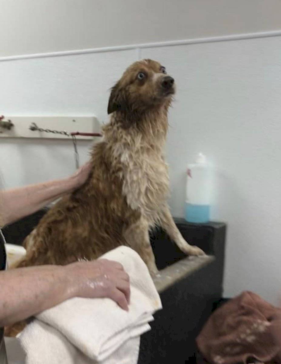 Perrita