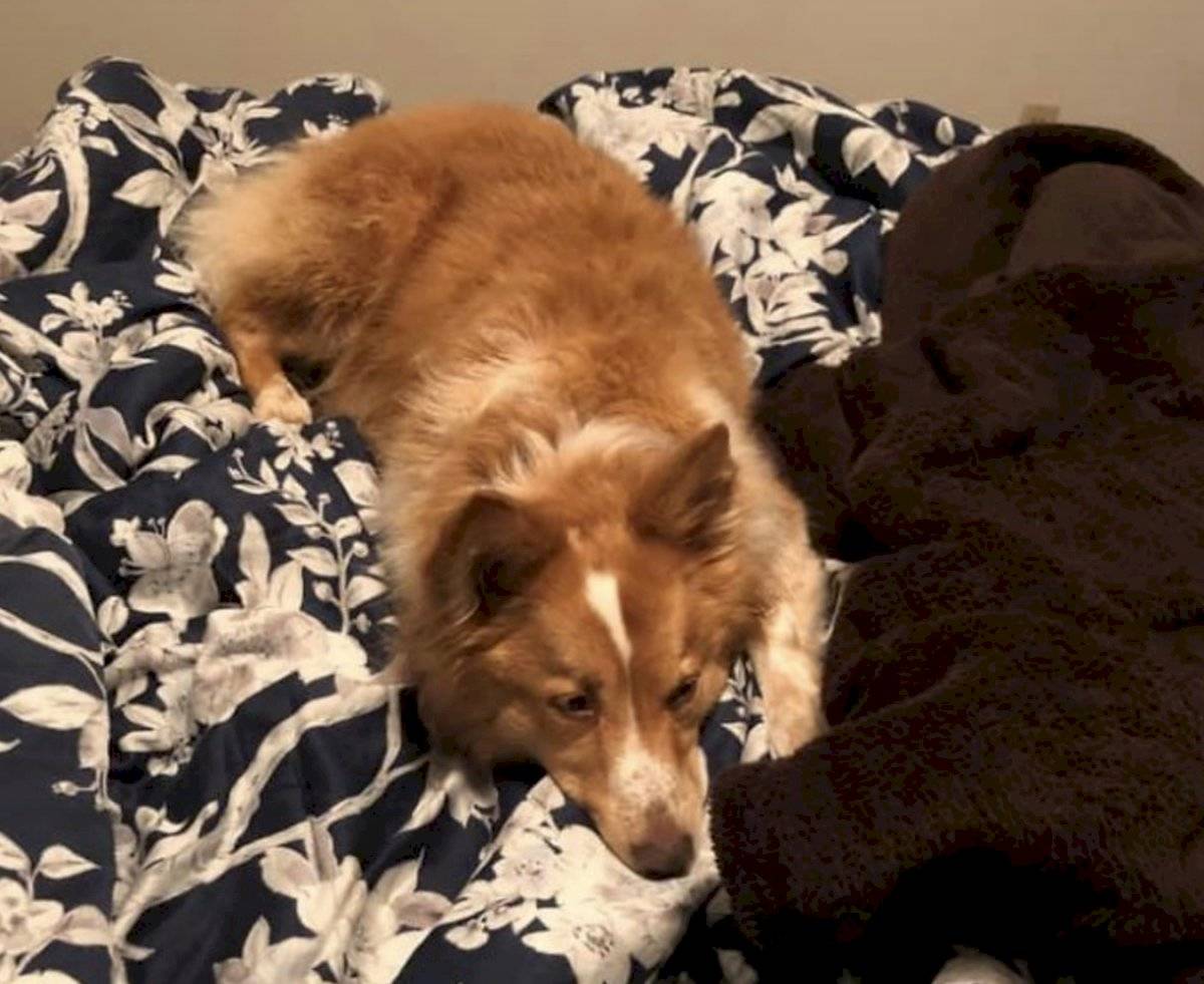 Perrita