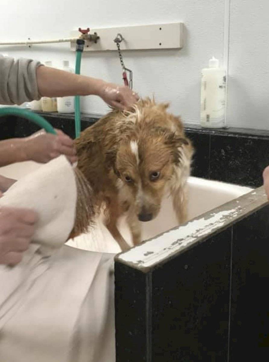 Perrita