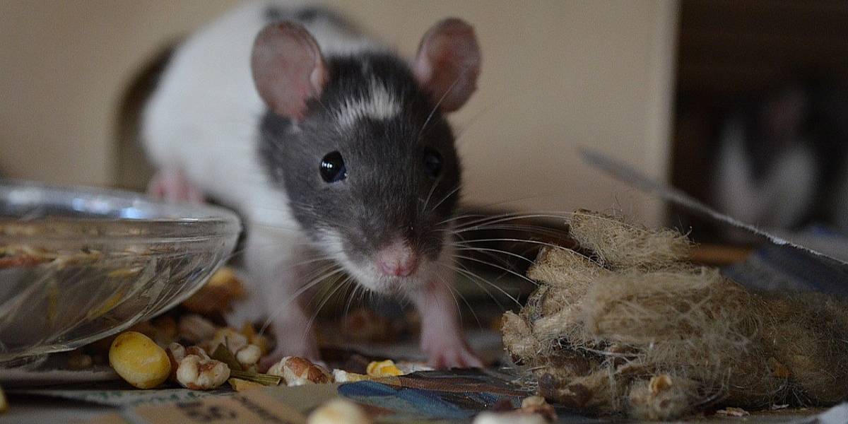 Ciencia: descubren que las ratas también sienten empatía