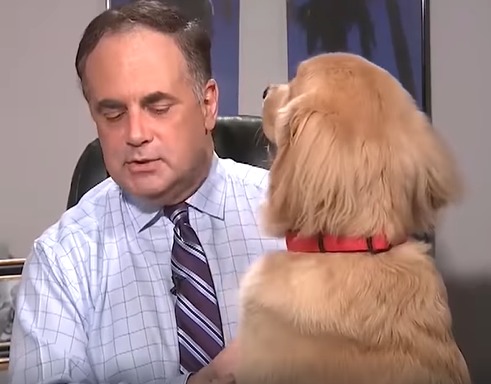 perro viral