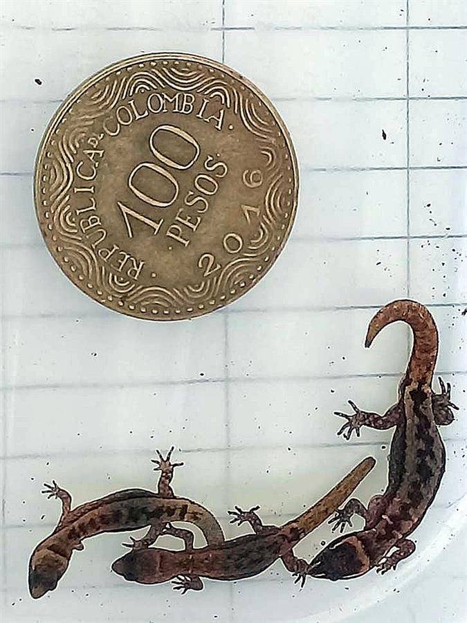 Aparece en Colombia el lagarto más pequeño del mundo que era considerado extinto